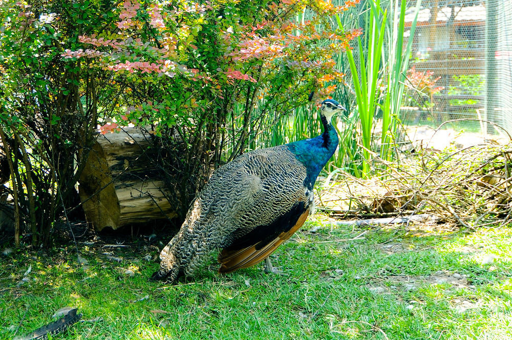 Pension La Cupola Târgu-Mureş Buitenkant foto