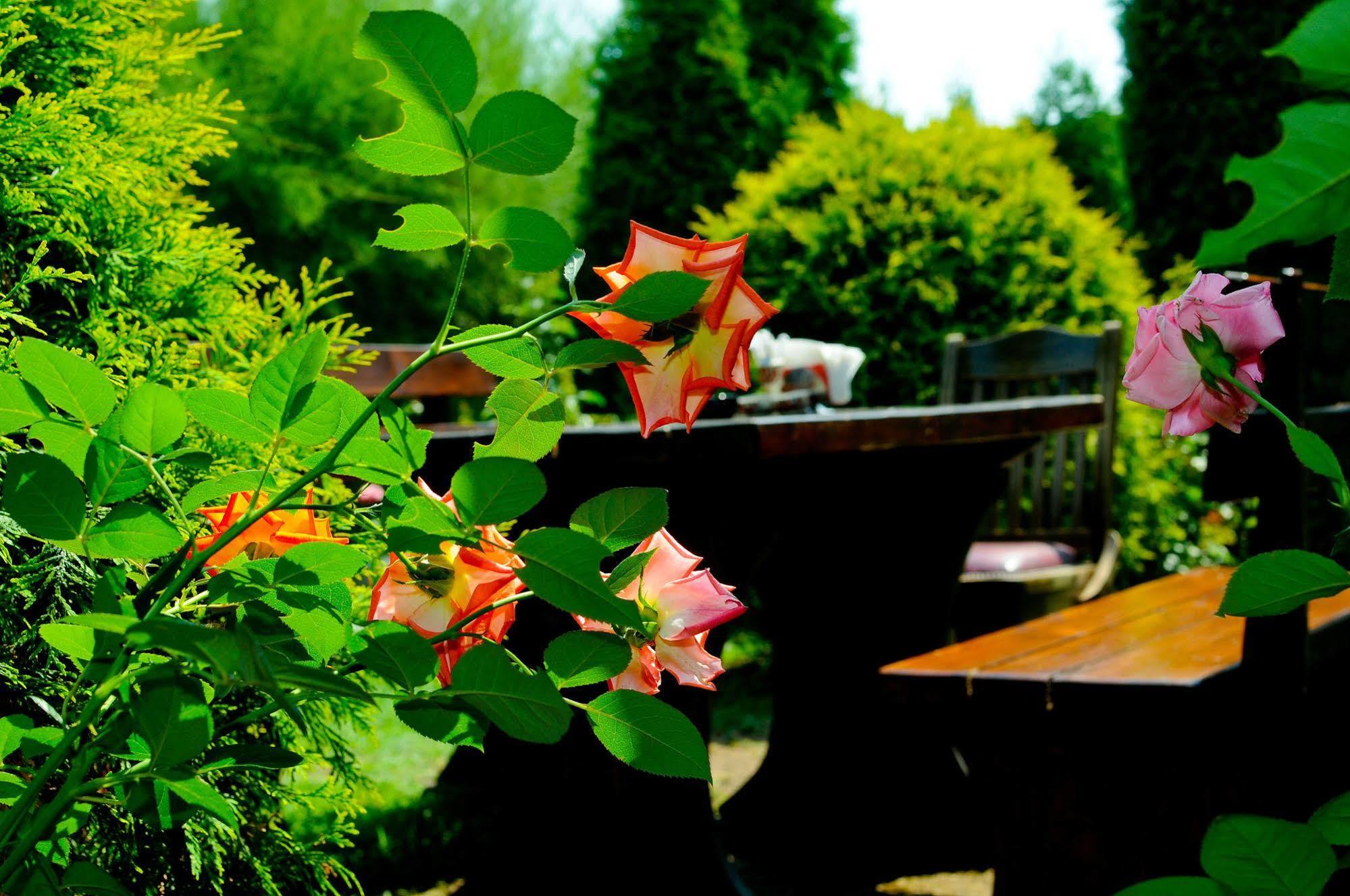 Pension La Cupola Târgu-Mureş Buitenkant foto